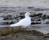 Ivoormeeuw - Ivory Gull