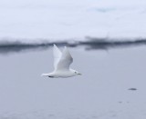 Ivoormeeuw - Ivory Gull