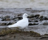 Ivoormeeuw - Ivory Gull