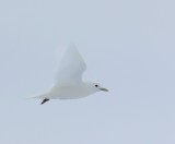 Ivoormeeuw - Ivory Gull