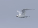 Ivoormeeuw - Ivory Gull