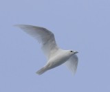 Ivoormeeuw - Ivory Gull