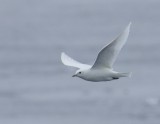 Ivoormeeuw - Ivory Gull