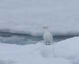 Ivoormeeuw - Ivory Gull