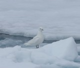 Ivoormeeuw - Ivory Gull