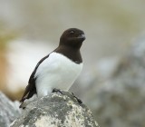 Kleine Alk - Little Auk