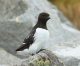 Kleine Alk - Little Auk