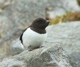 Kleine Alk - Little Auk