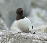 Kleine Alk - Little Auk