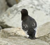 Kleine Alk - Little Auk