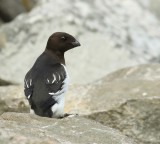 Kleine Alk - Little Auk