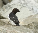 Kleine Alk - Little Auk