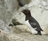 Kleine Alk - Little Auk