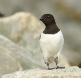 Kleine Alk - Little Auk