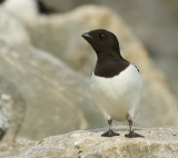 Kleine Alk - Little Auk