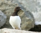 Kleine Alk - Little Auk