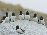 Kleine Alken - Little Auks