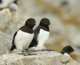 Kleine Alken - Little Auks