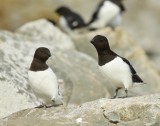 Kleine Alken - Little Auks