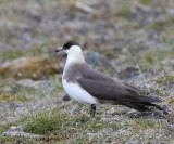 Kleine Jager - Arctic Skua