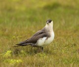 Kleine Jager - Arctic Skua