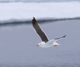 Kleine Mantelmeeuw - Lesser Black-backed Gull