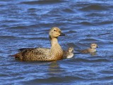 Koningseider - King Eider
