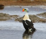 Koningseider - King Eider