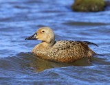 Koningseider - King Eider