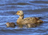 Koningseider - King Eider