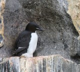 Kortbekzeekoet - Brunnich's Murre