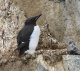 Kortbekzeekoet - Brunnich's Murre