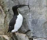 Kortbekzeekoet - Brunnich's Murre