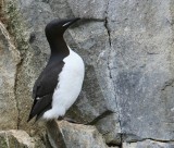 Kortbekzeekoet - Brunnichs Murre