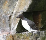 Kortbekzeekoet - Brunnich's Murre