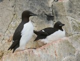 Kortbekzeekoet - Brunnich's Murre