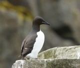 Kortbekzeekoet - Brunnich's Murre