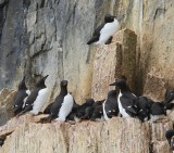 Kortbekzeekoeten - Brunnich's Murres