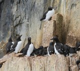 Kortbekzeekoeten - Brunnichs Murres