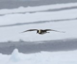 Middelste Jager - Pomarine Skua