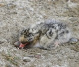 Noordse Stern - Arctic Tern