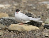 Noordse Stern - Arctic Tern