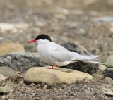 Noordse Stern - Arctic Tern