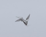 Noordse Sterns - Arctic Terns