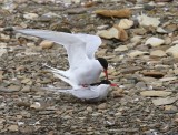 Noordse Sterns - Arctic Terns