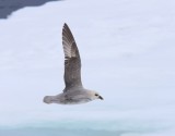 Noordse Stormvogel - Northern Fulmar