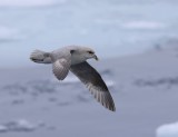 Noordse Stormvogel - Northern Fulmar