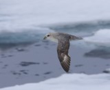 Noordse Stormvogel - Northern Fulmar