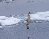 Noordse Stormvogel - Northern Fulmar