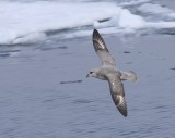 Noordse Stormvogel - Northern Fulmar